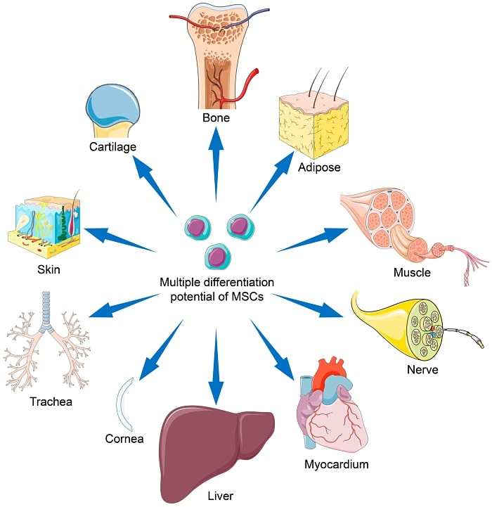 mesenchymal cells