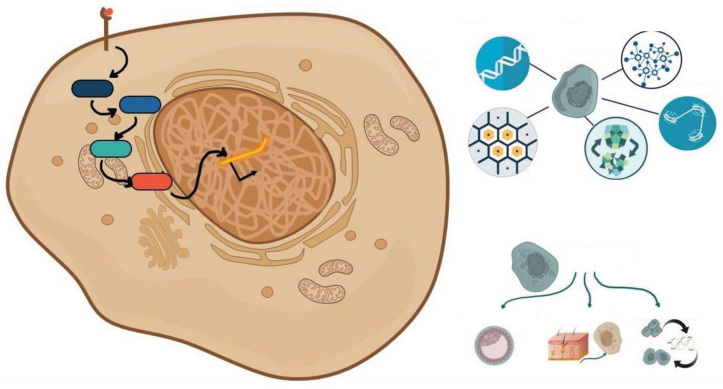 ​Stem Cell Review